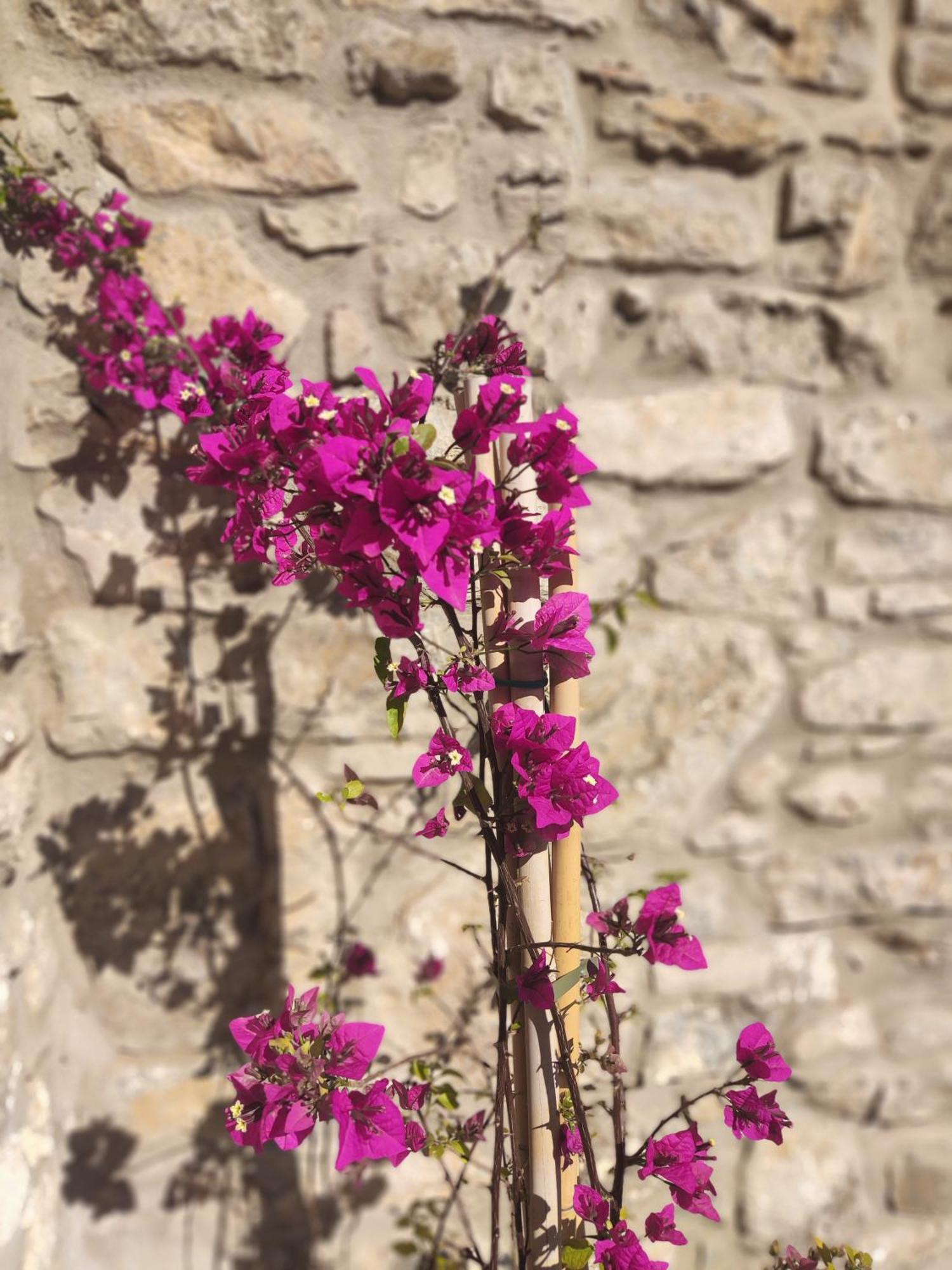 Pyrgi Cretan Living & Spa Pirgos  Екстериор снимка